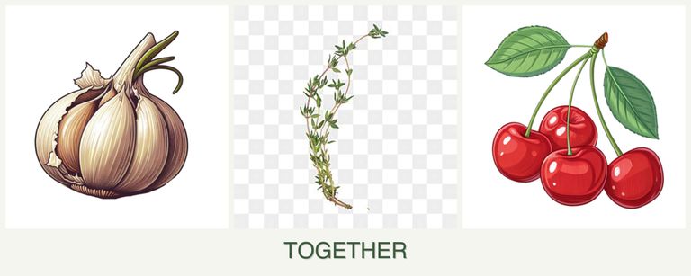 Can you plant garlic, thyme and cherries together?