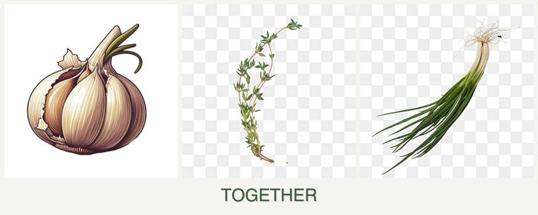 Can you plant garlic, thyme and chives together?