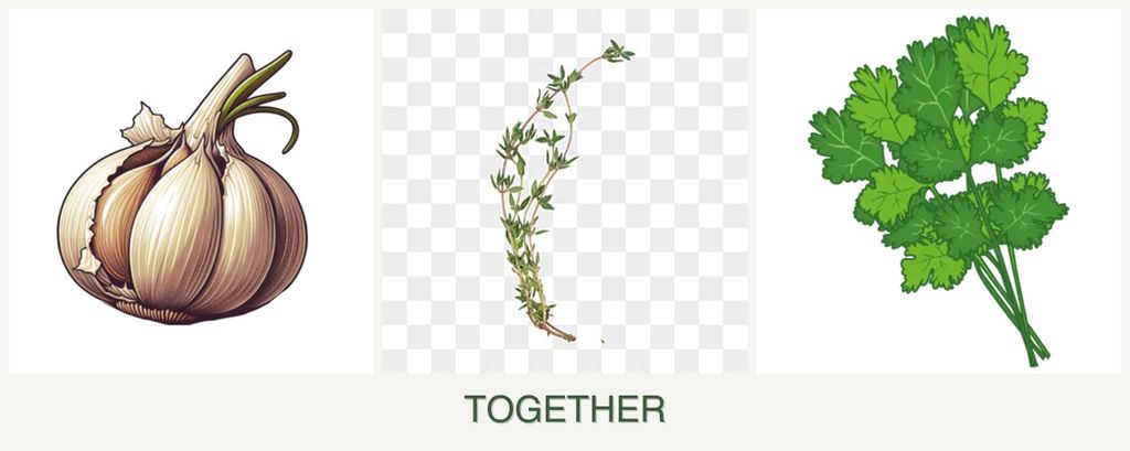Can you plant garlic, thyme and cilantro together?