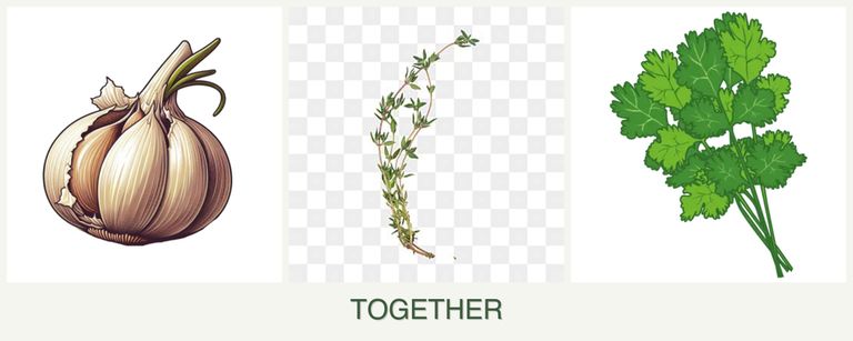 Can you plant garlic, thyme and cilantro together?