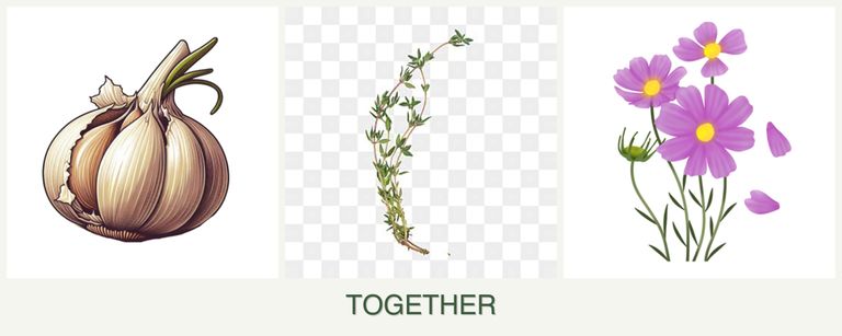 Can you plant garlic, thyme and cosmos together?