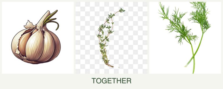 Can you plant garlic, thyme and dill together?