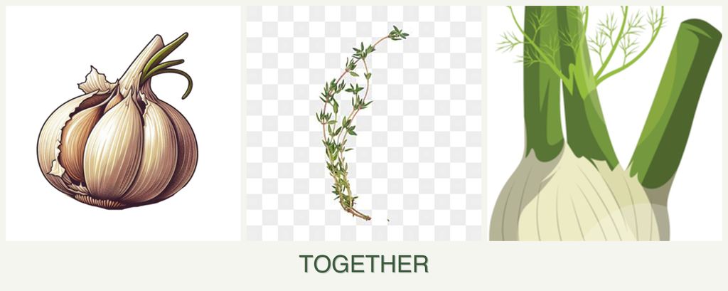 Can you plant garlic, thyme and fennel together?