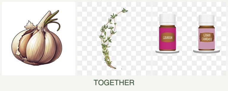 Can you plant garlic, thyme and geraniums together?