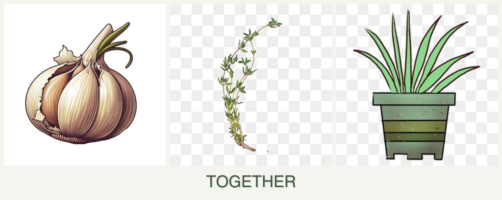 Can you plant garlic, thyme and lemongrass together?