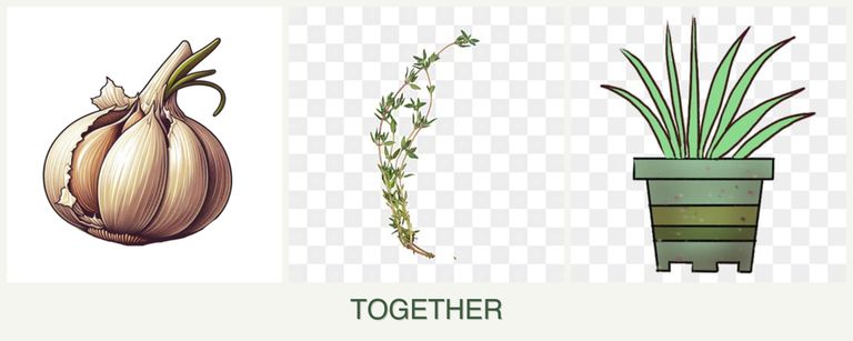 Can you plant garlic, thyme and lemongrass together?