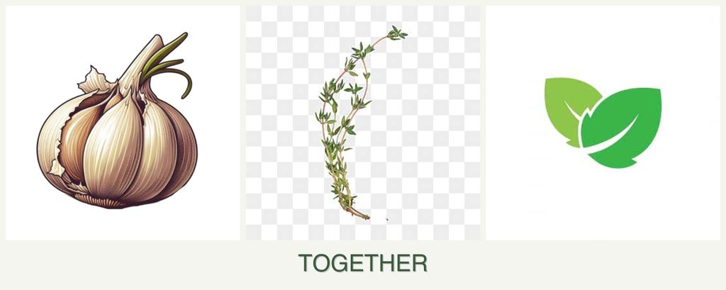 Can you plant garlic, thyme and mint together?