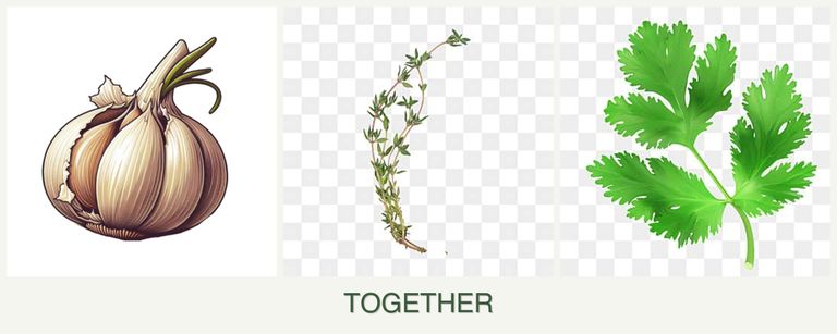 Can you plant garlic, thyme and parsley together?