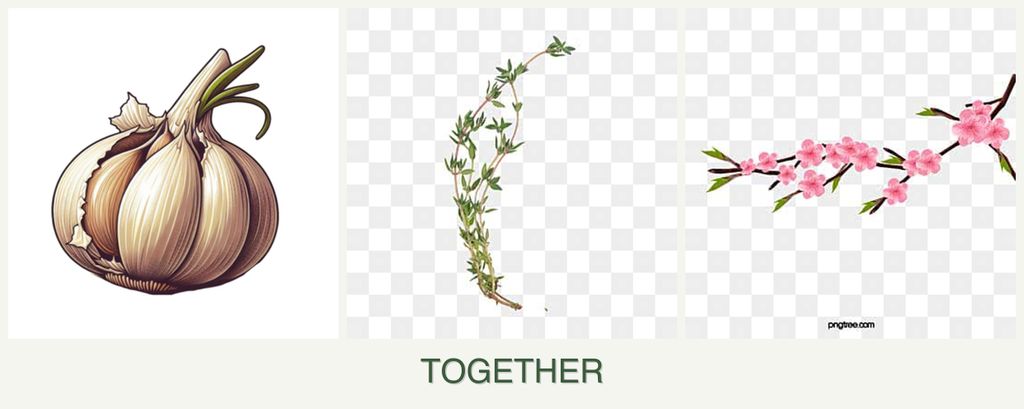 Can you plant garlic, thyme and peaches together?