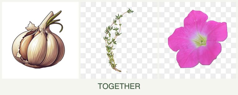 Can you plant garlic, thyme and petunias together?
