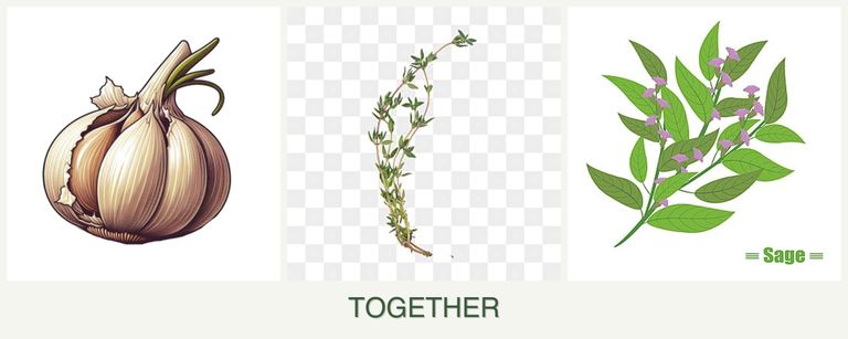 Can you plant garlic, thyme and sage together?