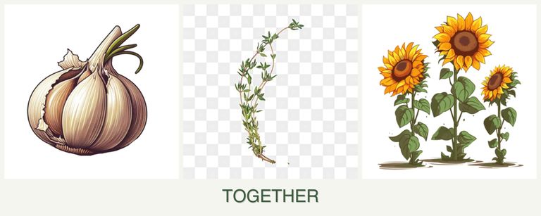 Can you plant garlic, thyme and sunflowers together?
