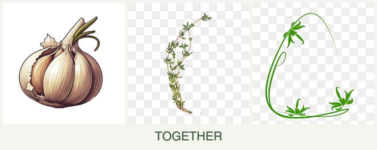 Can you plant garlic, thyme and tarragon together?