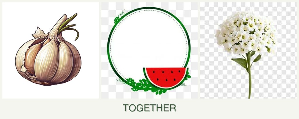 Can you plant garlic, watermelons and alyssum together?