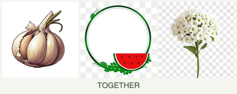 Can you plant garlic, watermelons and alyssum together?