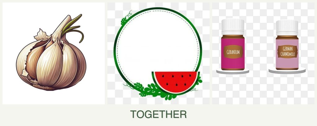 Can you plant garlic, watermelons and geraniums together?
