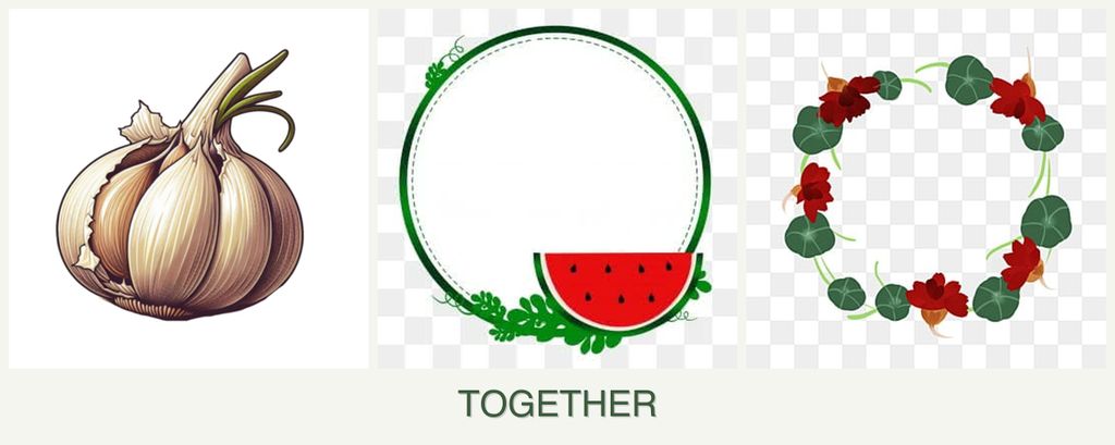 Can you plant garlic, watermelons and nasturtiums together?