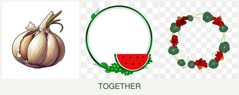 Can you plant garlic, watermelons and nasturtiums together?