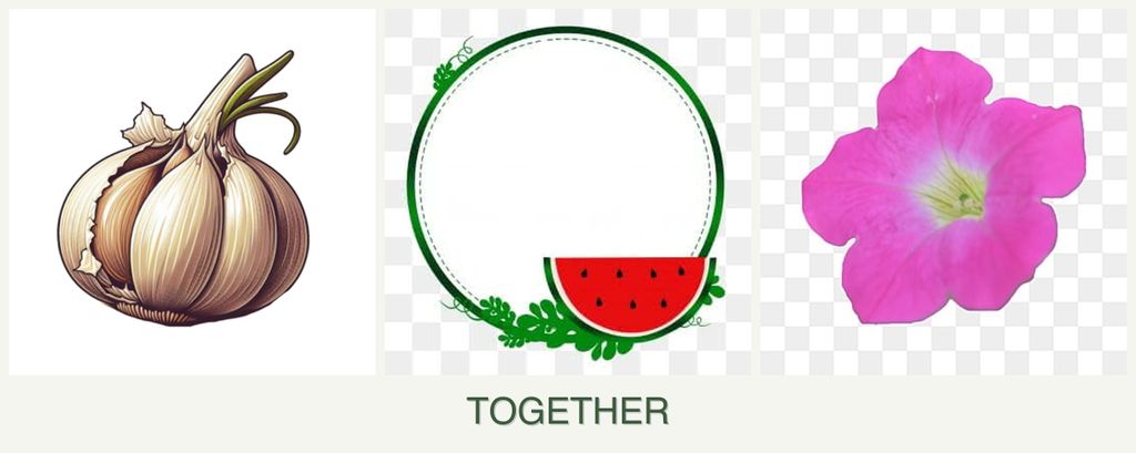 Can you plant garlic, watermelons and petunias together?