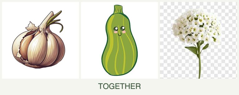 Can you plant garlic, zucchini and alyssum together?
