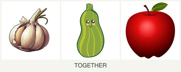 Can you plant garlic, zucchini and apples together?