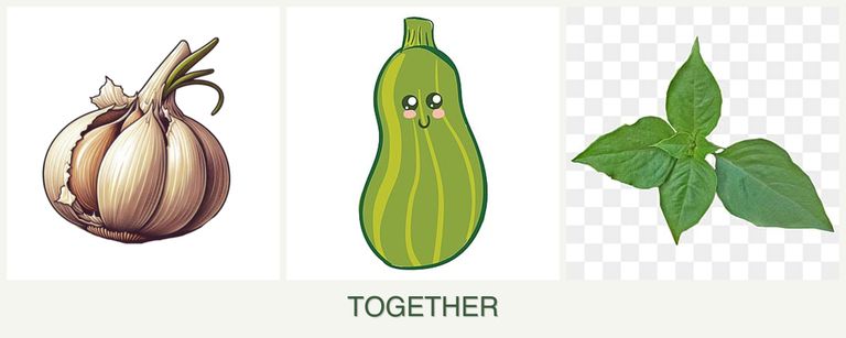 Can you plant garlic, zucchini and basil together?