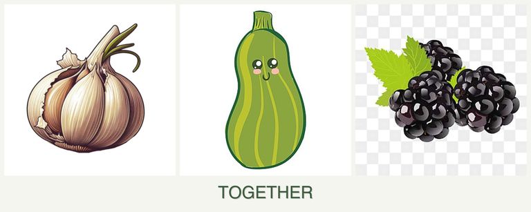 Can you plant garlic, zucchini and blackberries together?
