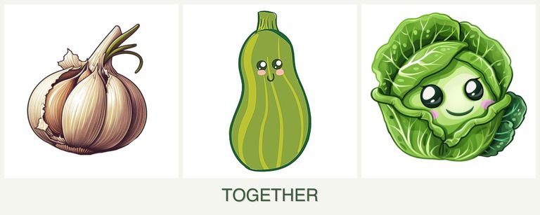 Can you plant garlic, zucchini and cabbage together?