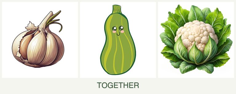 Can you plant garlic, zucchini and cauliflower together?
