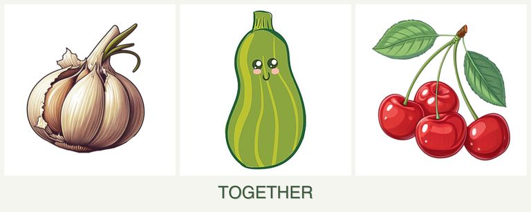Can you plant garlic, zucchini and cherries together?