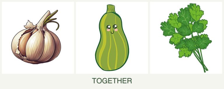 Can you plant garlic, zucchini and cilantro together?