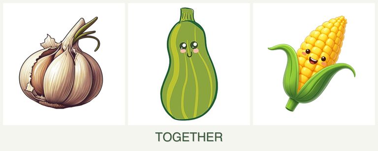 Can you plant garlic, zucchini and corn together?
