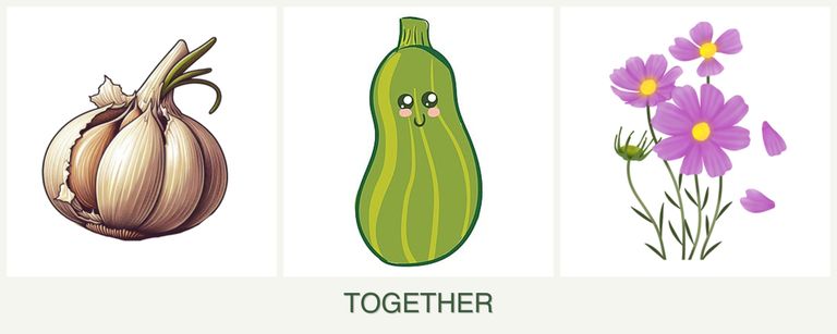 Can you plant garlic, zucchini and cosmos together?