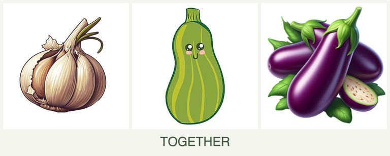 Can you plant garlic, zucchini and eggplant together?