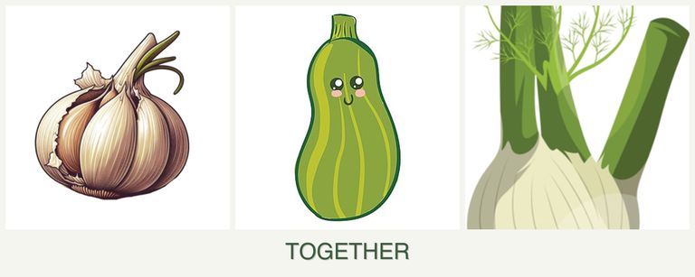 Can you plant garlic, zucchini and fennel together?