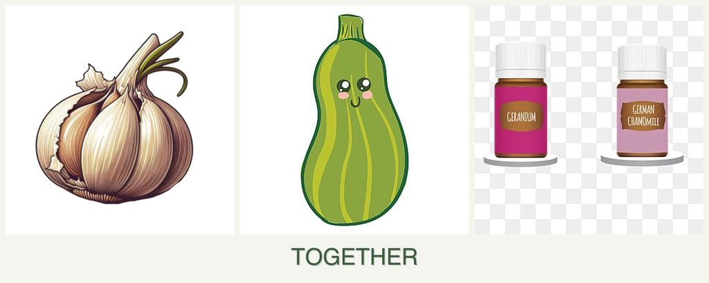 Can you plant garlic, zucchini and geraniums together?
