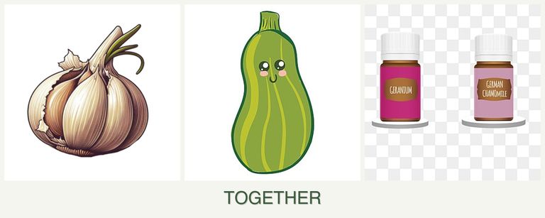 Can you plant garlic, zucchini and geraniums together?