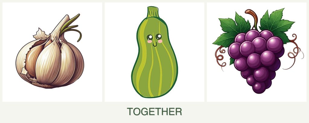 Can you plant garlic, zucchini and grapes together?