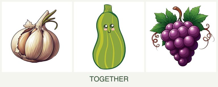 Can you plant garlic, zucchini and grapes together?