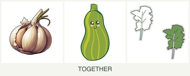 Can you plant garlic, zucchini and kale together?