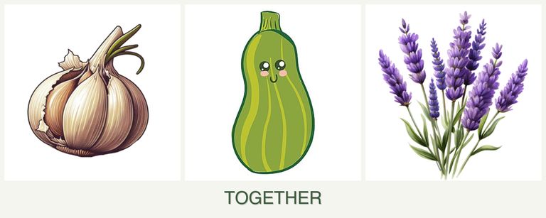 Can you plant garlic, zucchini and lavender together?
