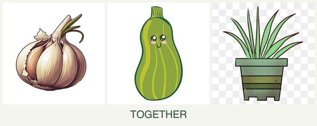 Can you plant garlic, zucchini and lemongrass together?