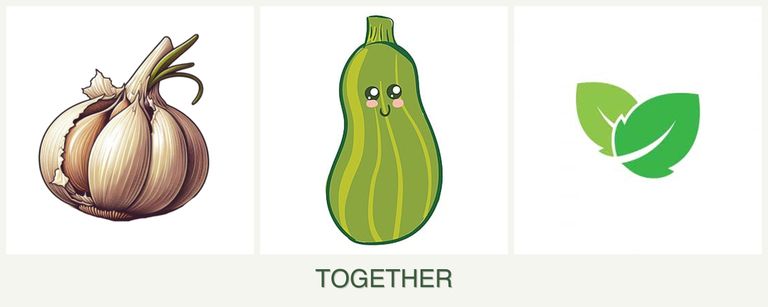 Can you plant garlic, zucchini and mint together?
