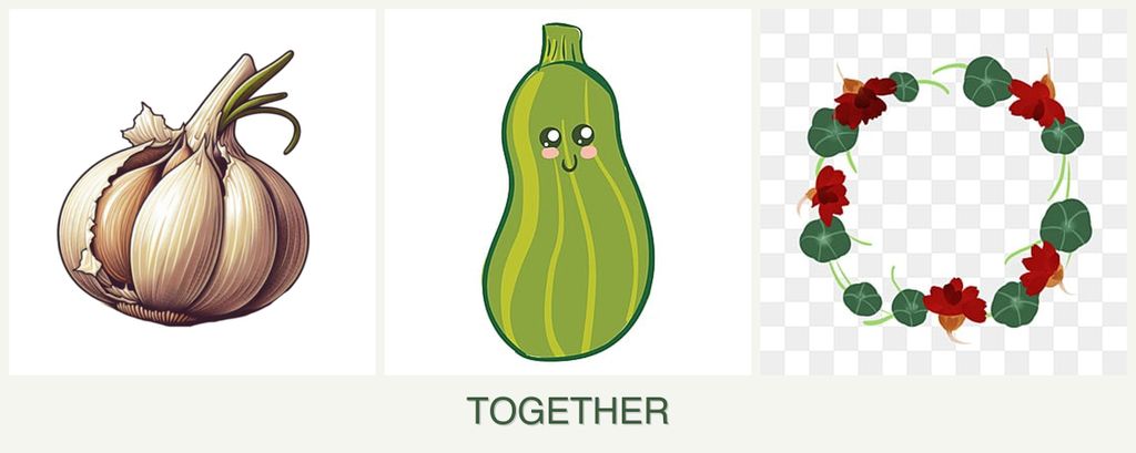 Can you plant garlic, zucchini and nasturtiums together?