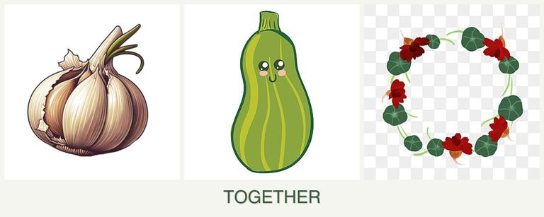 Can you plant garlic, zucchini and nasturtiums together?