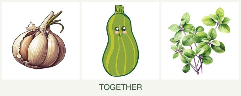 Can you plant garlic, zucchini and oregano together?