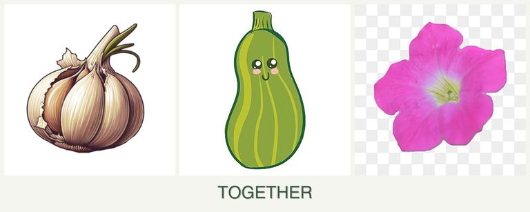 Can you plant garlic, zucchini and petunias together?