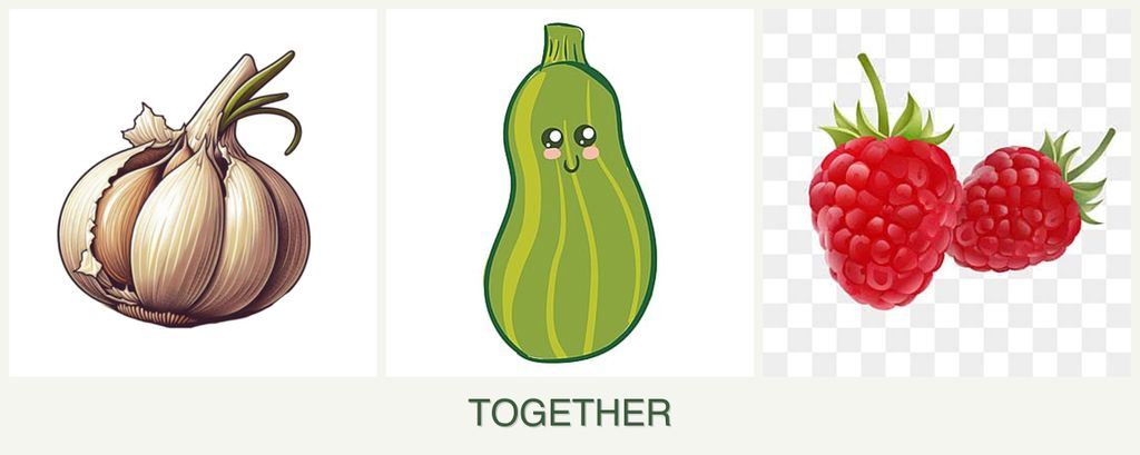 Can you plant garlic, zucchini and raspberries together?