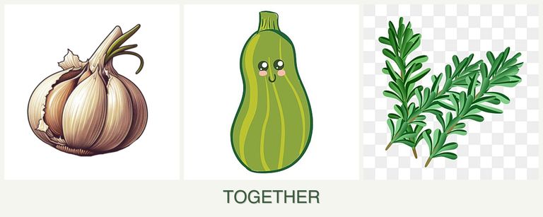 Can you plant garlic, zucchini and rosemary together?
