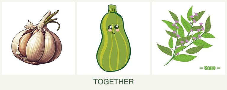 Can you plant garlic, zucchini and sage together?